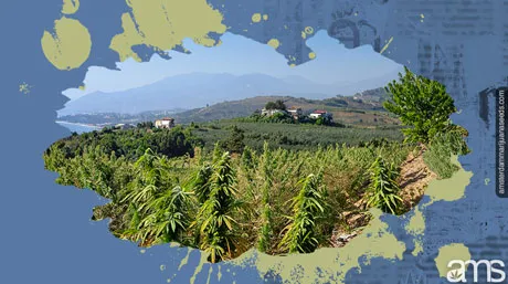 Decriminalization of Cannabis in Israel