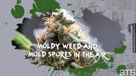 Early-stage marijuana mold (left) vs advanced botrytis (right). Learn to spot the difference!