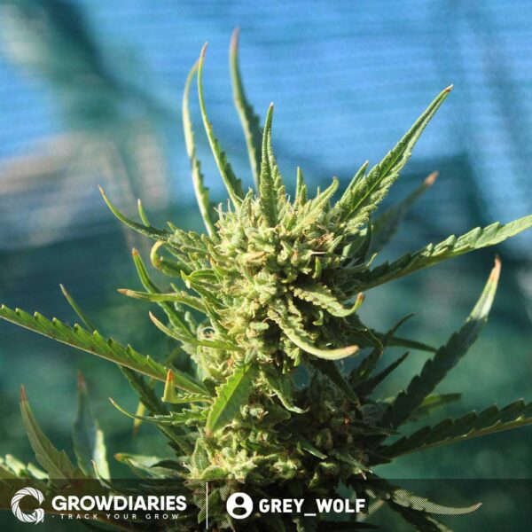 Chocolope Feminized Seeds - Image 3