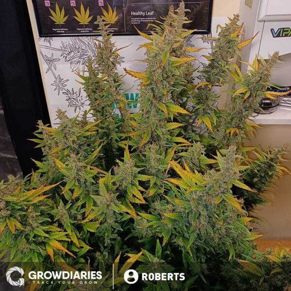 Big Bud Autoflower Seeds - Image 3