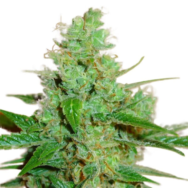 Love Canna ® Regular seeds - Image 3