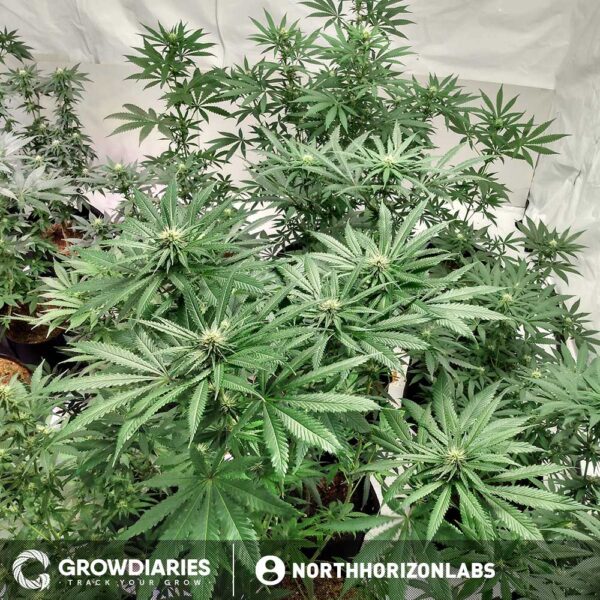 Rainbow Kush Feminized Seeds - Image 3