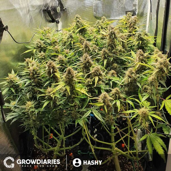 Amnesia Trance Autoflower Seeds - Image 3