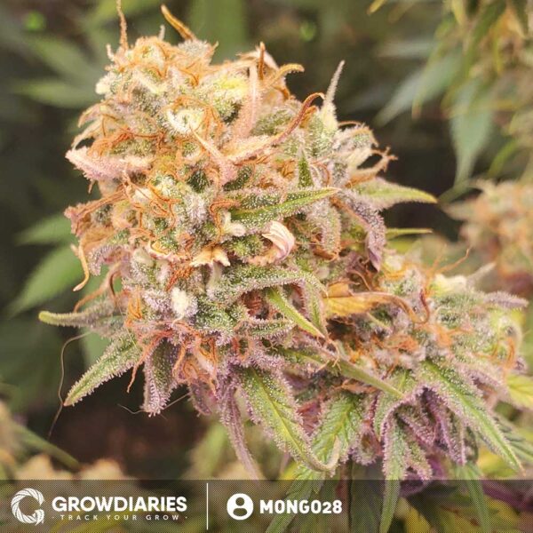 AMS XTRM ® Feminized Seeds - Image 3