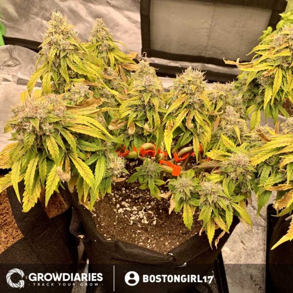 Limoncello Haze ® Autoflower Seeds - Image 5