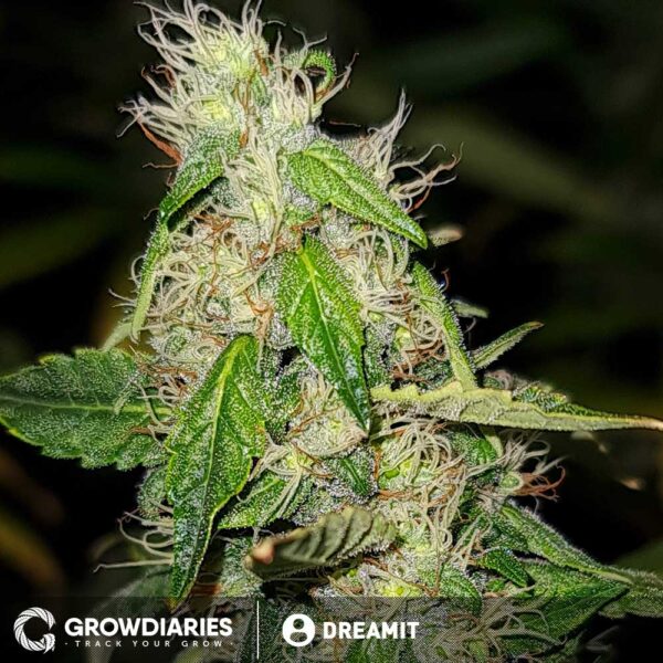 Blue Dream XTRM ® Feminized Seeds - Image 3