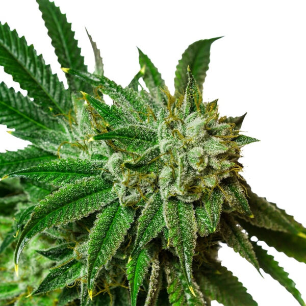 Lemonade Regular Seeds - Image 2