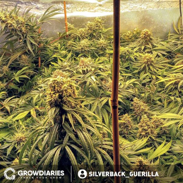 Narco Feminized Seeds - Image 4