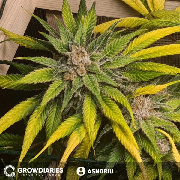 Strawberry Ice ® Feminized Seeds - Image 3