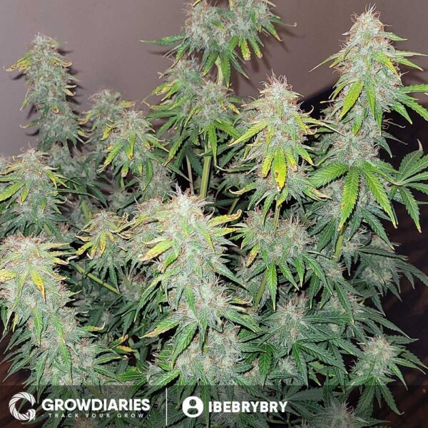 Blueberry 420 Autoflower Seeds - Image 5