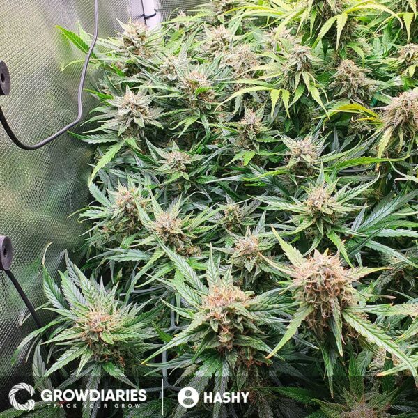 AMS Supreme Autoflower Seeds - Image 3