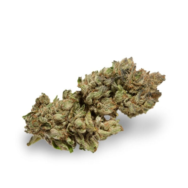 Habiba ® Regular Seeds - Image 2