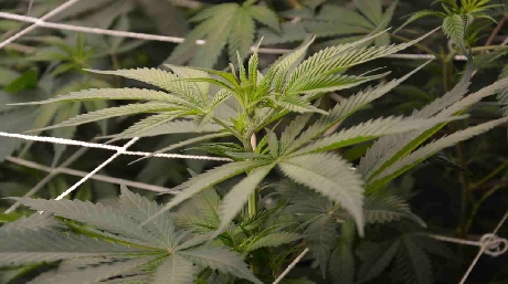 SCROG Screen of Green