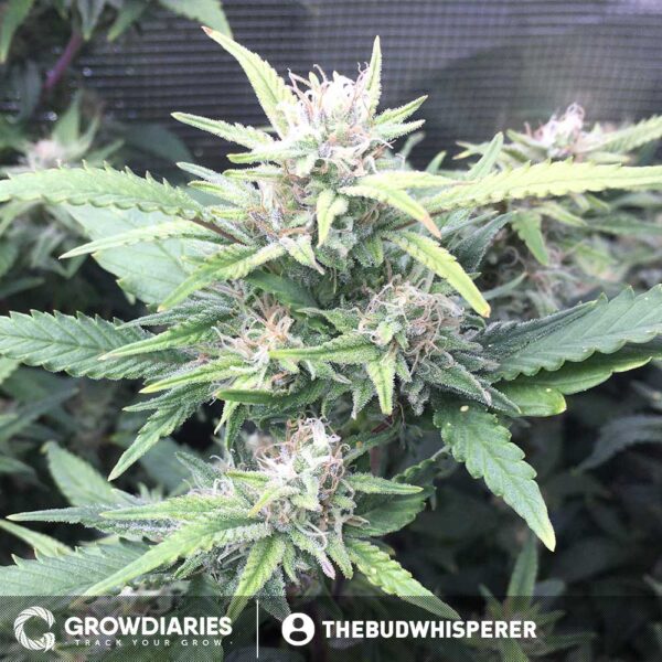 Boogie Nights ® Feminized Seeds - Image 3