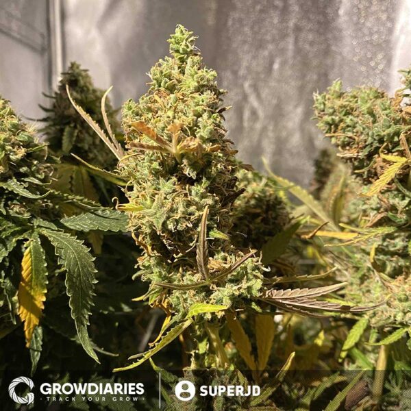 White Widow Feminized Seeds - Image 7