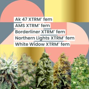 AMS XTRM ® 25th Anniversary Combo