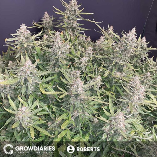 Light of Jah ® Autoflower Seeds - Image 5