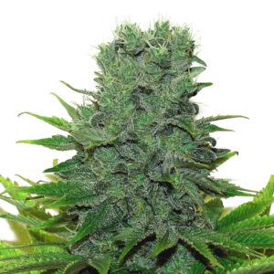 420 Carat Feminized Seeds