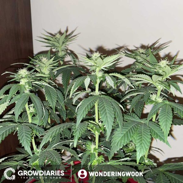 Afghan Feminized Seeds - Image 5