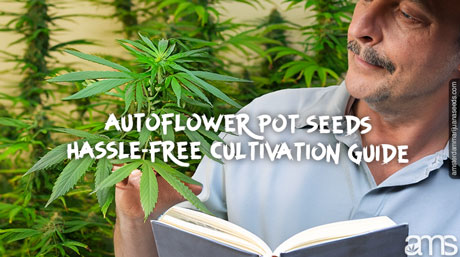 autoflower pot seeds guide