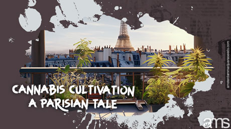 Cannabis Cultivation Paris
