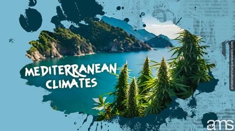 Cannabis growing in the hills of the Mediterranean sea view