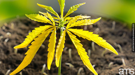 cannabis seedling with issues