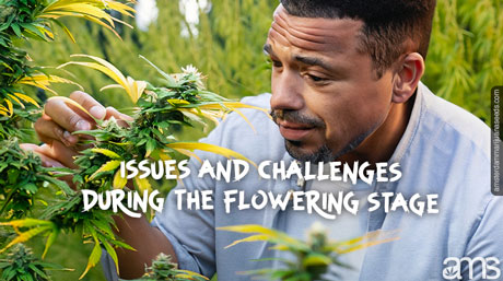 man sadly looks at his flowering cannabis plant