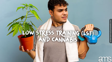 Low Stress Training (LST) and Cannabis