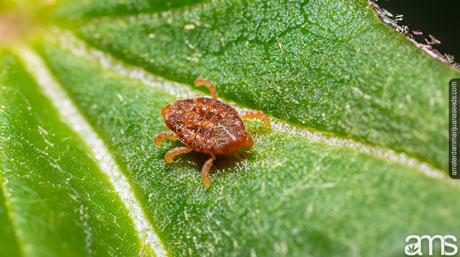 Russet Mite guide to prevention