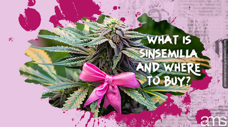 Discover how sinsemilla seeds produce seedless, potent cannabis. Learn the benefits and simple steps to grow your own.