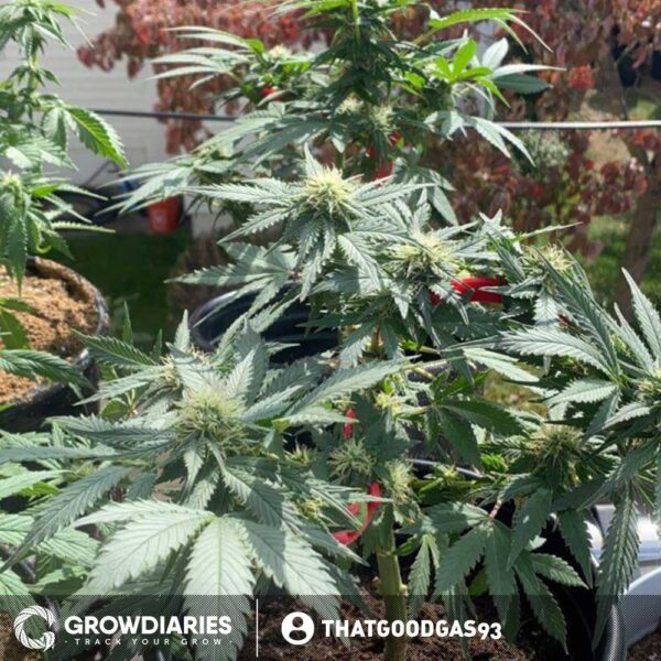New York Turbo Diesel Feminized Seeds - Image 3