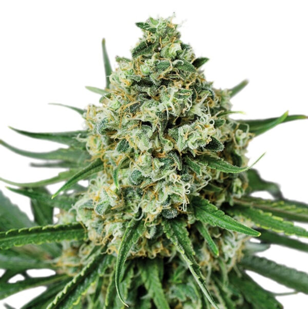 AMS Supreme Feminized Seeds