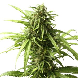 california-dream-feminized-marijuana-seeds_2.jpg