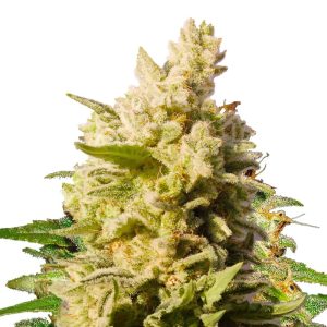 jackberry-feminized-marijuana-seeds_1.jpg