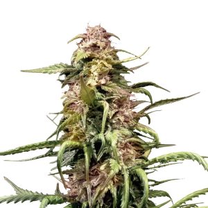 northern-lights-xtrm-feminized-marijuana-seeds.jpg