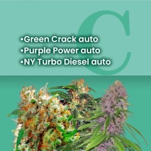 sativa_auto-fem_combo_pack_2.jpg
