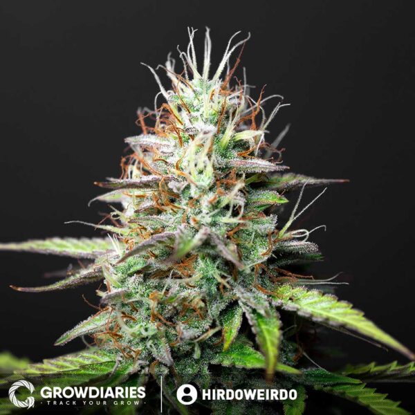 AMS Supreme Autoflower Seeds - Image 5