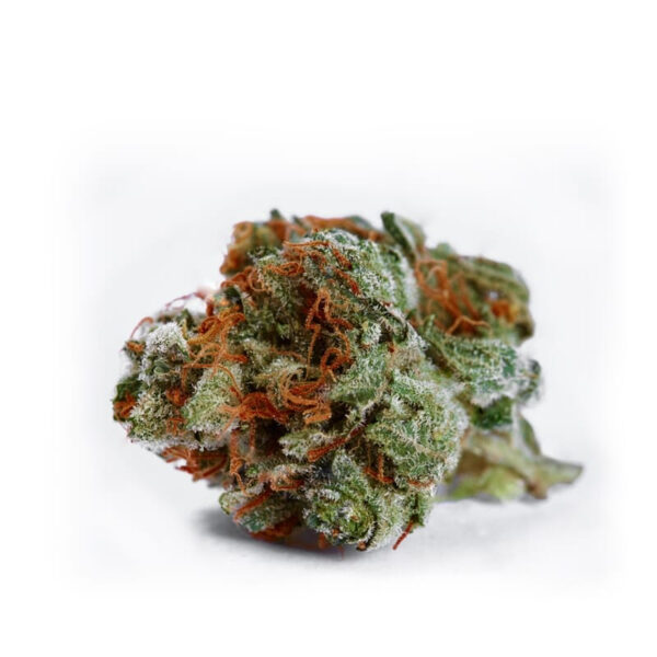 Bianca Regular Seeds - Image 2