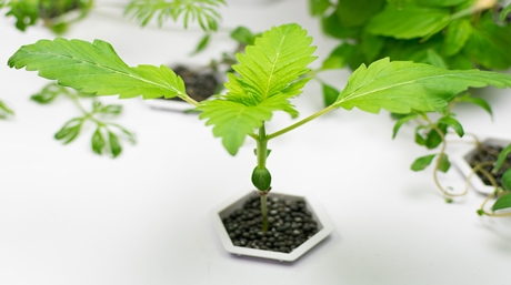 Hydroponic Marijuana