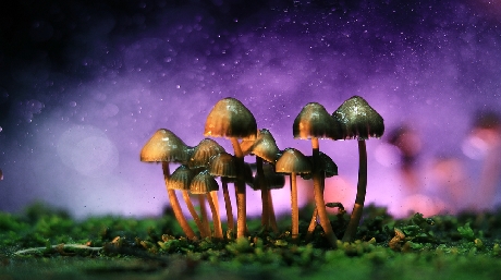 effects using cannabis magic mushrooms