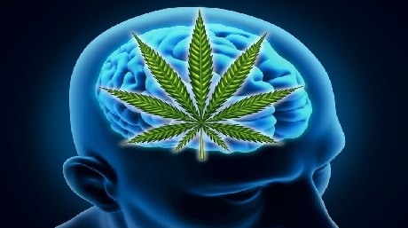 cannabis brain