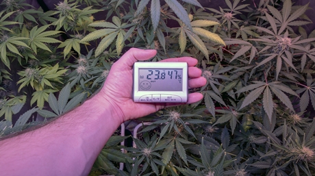 Marijuana Cold Climate