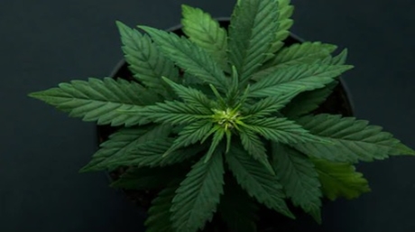 Growing Top Shelf Cannabis at Home