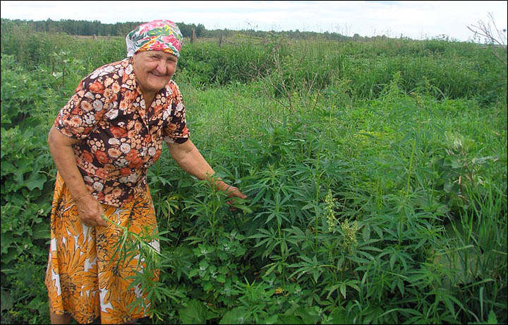 Results After You Germinate Cannabis Seeds in Jiffy Pellets