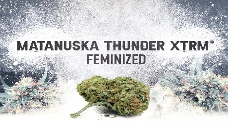 Matanuska Thunder XTRM Seeds