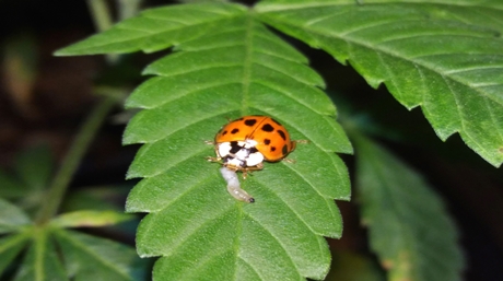 Lady Bugs cannabis