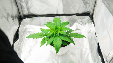 enhancing cannabis yield reflective materials
