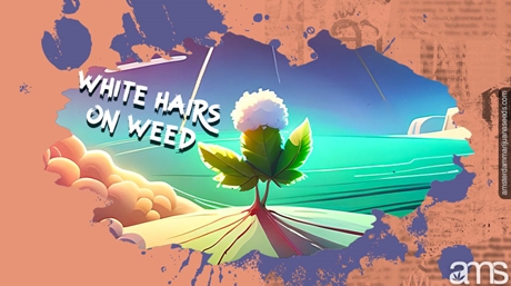 Weed Plant Has White Hairs